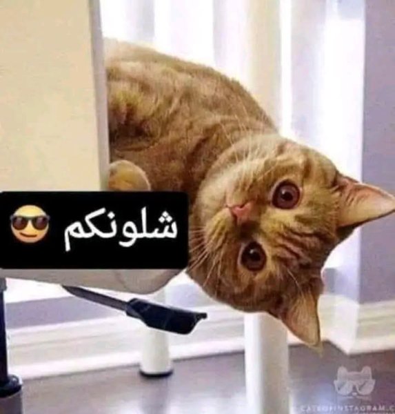 FB_IMG_1785945717668.jpg