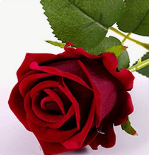 Screenshot_٢٠٢٣١٢٠٧_١٠٢٦١٥_Google.jpg