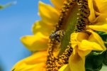 bee-sunflower-yellow-busy-bee-plenty-of-natural-light-summer-blossom-bloom-nature.jpg