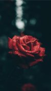 Rose-and-raindrops-iphone-8-wallpaper.jpg