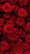 Roses_Texture_Many_Red_568095_1080x1920.jpg