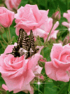 Rose And Butterfly GIF.gif