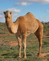 07._Camel_Profile,_near_Silverton,_NSW,_07.07.2007.jpg