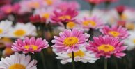 flowers-daisies-nature-plant-floral-colorful-color-colorful-flowers-farbenpracht.jpg