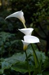 Zantedeschia_aethiopica_-1.jpg