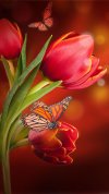 hd-butterflies-wallpaper-whatspaper-9.jpg