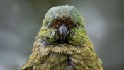 143-153703-kakapo-parrot-extinction_700x400.jpg