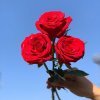 Birthday-Wedding-Party-Club-Promotion-Gift-Flower-Red-Fresh-Cut-Flower-Rose.jpg