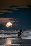 Outer Banks Corolla Wild Horse Beach.jpg