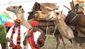 154-192919-camels-ethiopian-somalia-wealth-culture-time-2.png