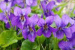 2048x1365-Carols-pick-of-best-plants-for-colourful-containers-GettyImages-1185235271-0ee53ef.jpg