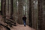 forest-walk-in-the-forest-trees-autumn-forest-floor-forest-path-walk-nature.jpg