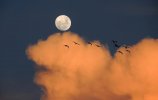 moon-sky-clouds-day-birds-of-day.jpg