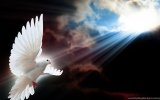 352938_white-dove-holy-spirit-wallpaper_1920x1080_h.jpg