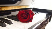 rose-piano-living-room-romantic-red-keys-atmosphere-lighting-black.jpg