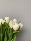 white tulips.jpeg