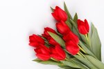 Tulips_Red_White_background_597965_600x400.jpg