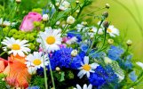 desktop-wallpaper-spring-flowers-nature-flowers-spring-graphy.jpg