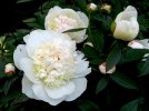 Peonies_Closeup_White_Flower-bud_591929_600x450.jpg