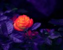 desktop-wallpaper-flowers-violet-rose-flower-rose-bud-purple.jpg