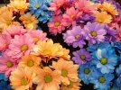 desktop-wallpaper-spring-flowers-flowers-spring.jpg