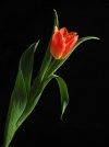 Tulips_Closeup_Black_background_Red_583297_337x450.jpg