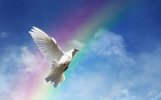 desktop-wallpaper-dove-sunshine-rays-white-dove-rainbow-clouds-nature-sky-sun.jpg