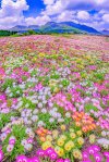 desktop-wallpaper-kuju-flower-park-japan-park-flowers.jpg