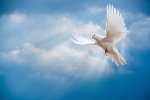 desktop-wallpaper-dove-peace-sky-pigeon-white-sunrays-white-white-doves.jpg