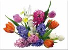 desktop-wallpaper-colorful-bouquet-flower-colors-nature-flowers-tulips.jpg