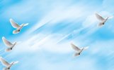 desktop-wallpaper-dove-background-peaceful-dove-dove-and-dove-background-funeral-clouds.jpg