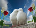 desktop-wallpaper-peace-and-love-white-roses-love-red-doves.jpg