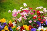 desktop-wallpaper-garden-flowers-colorful-garden-beautiful-grass-summer-pretty-field-freshness...jpg