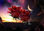 desktop-wallpaper-roses-at-night-night-rose-moon-light.jpg