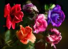 desktop-wallpaper-rose-art-blue-roses-colors-orange-purple-pink-light-green-red-flowers.jpg