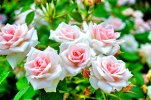 desktop-wallpaper-rose-bush-smell-flowers-fragrance-lovely-flowers-fragrance-rose-white-rose-n...jpg