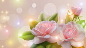 desktop-wallpaper-soft-pink-roses-summer-bokeh-pink-roses-glow-shine-stars.jpg