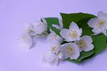 jasmin-white-branch-blossom-bloom-flower-pretty-thoughts-joy.jpg