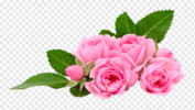 png-transparent-close-up-beautiful-pink-roses-leaves-peonies-rose-flower-floral-bloom-nature.png