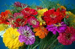 desktop-wallpaper-flowers-bright-bouquet-colorful-zinnias-cincinnati.jpg