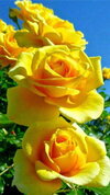 desktop-wallpaper-yellow-rose-beautiful-yellow-flower.jpg