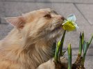 Cats_Daffodils_Snout_584124_600x450.jpg