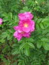 Rosa_rugosa_Tokyo.JPG