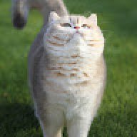 توته الكفوشه